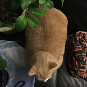 Meet your Posher, Bbomyi